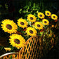 🌻 Lămpi solare în formă de floare de soare – Pornire/oprire automată, 14 ore de lumină și rezistență la apă IP65, perfecte pentru grădină și terasă ✨☀️