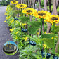 🌻 Lămpi solare în formă de floare de soare – Pornire/oprire automată, 14 ore de lumină și rezistență la apă IP65, perfecte pentru grădină și terasă ✨☀️