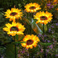 🌻 Lămpi solare în formă de floare de soare – Pornire/oprire automată, 14 ore de lumină și rezistență la apă IP65, perfecte pentru grădină și terasă ✨☀️