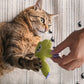 🐱 Pisica Plictisită? Jucărie cu Iarbă-Mâtei! 🌿